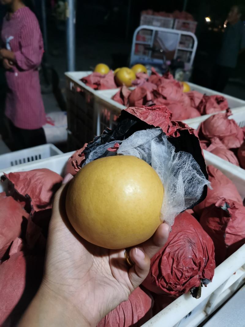 砀山梨套袋圆黄大量现货、要的老板联系