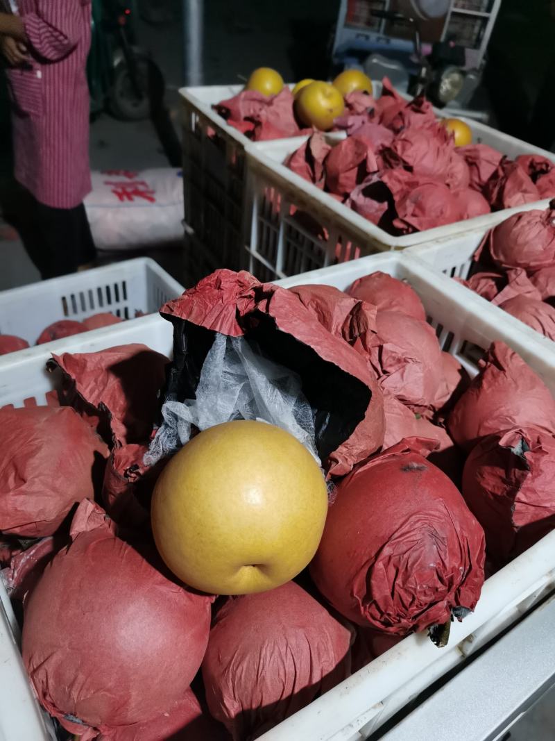 砀山梨套袋圆黄大量现货、要的老板联系