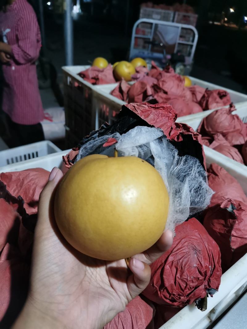 砀山梨套袋圆黄大量现货、要的老板联系