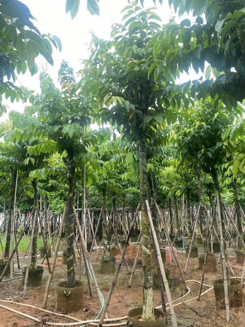 大花紫薇袋苗大叶紫薇移植苗出售8-15公分假植苗