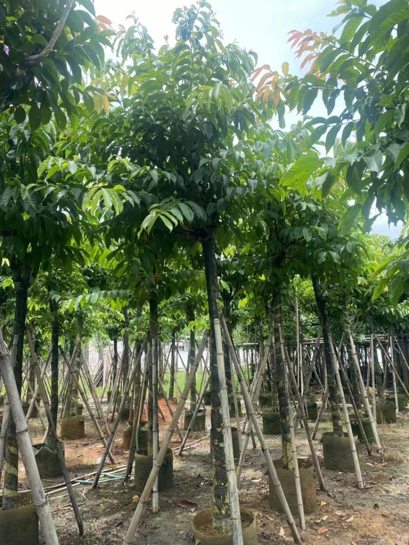 大花紫薇袋苗大叶紫薇移植苗出售8-15公分假植苗