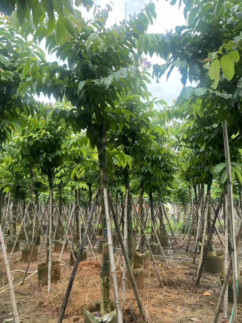 大花紫薇袋苗大叶紫薇移植苗出售8-15公分假植苗