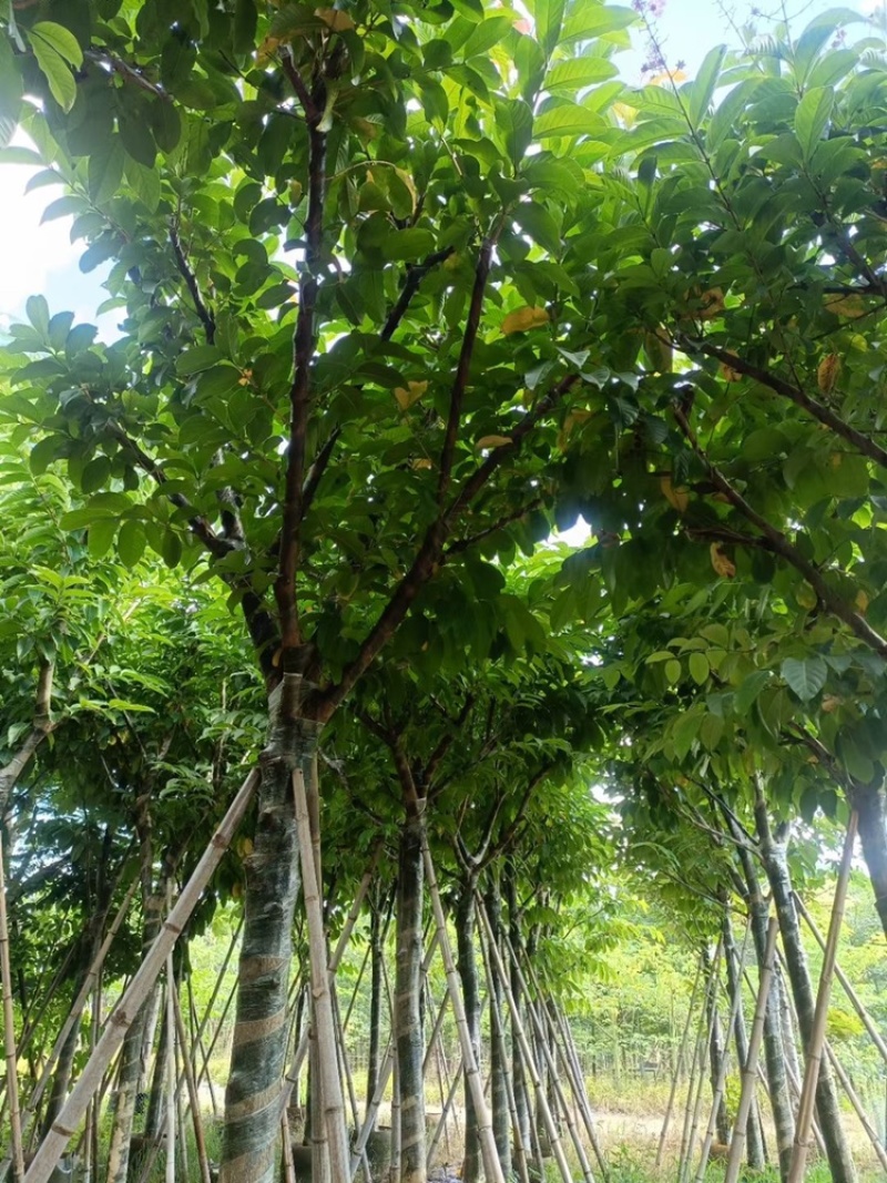 大花紫薇袋苗大叶紫薇移植苗出售8-15公分假植苗