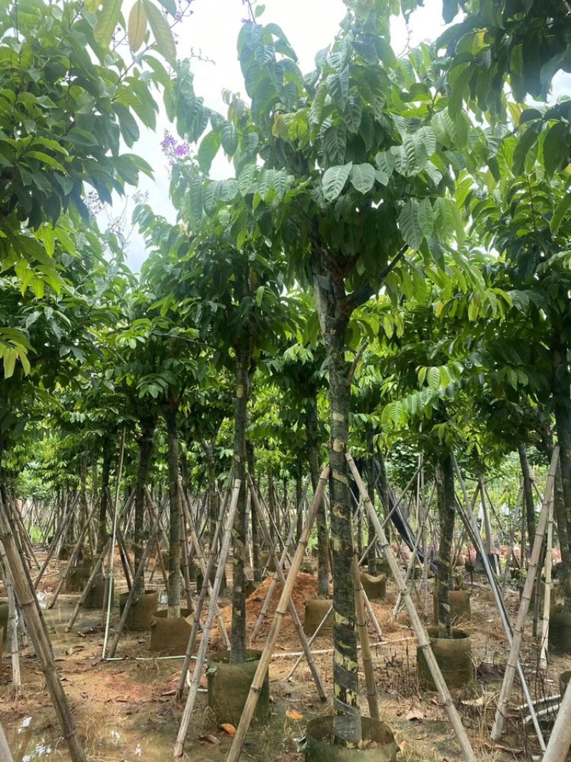 大花紫薇袋苗大叶紫薇移植苗出售8-15公分假植苗
