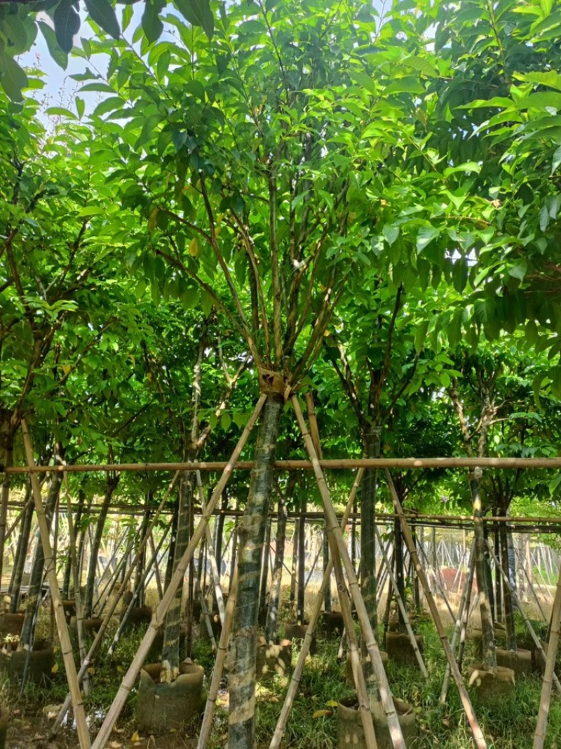 大花紫薇袋苗大叶紫薇移植苗出售8-15公分假植苗