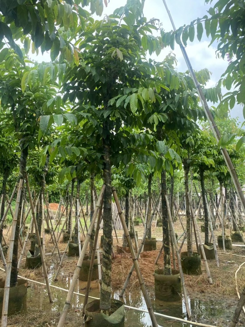 大花紫薇袋苗大叶紫薇移植苗出售8-15公分假植苗