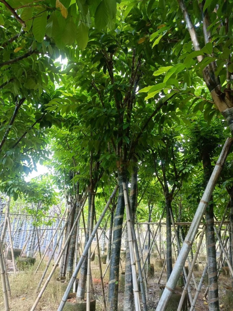 大花紫薇袋苗大叶紫薇移植苗出售8-15公分假植苗