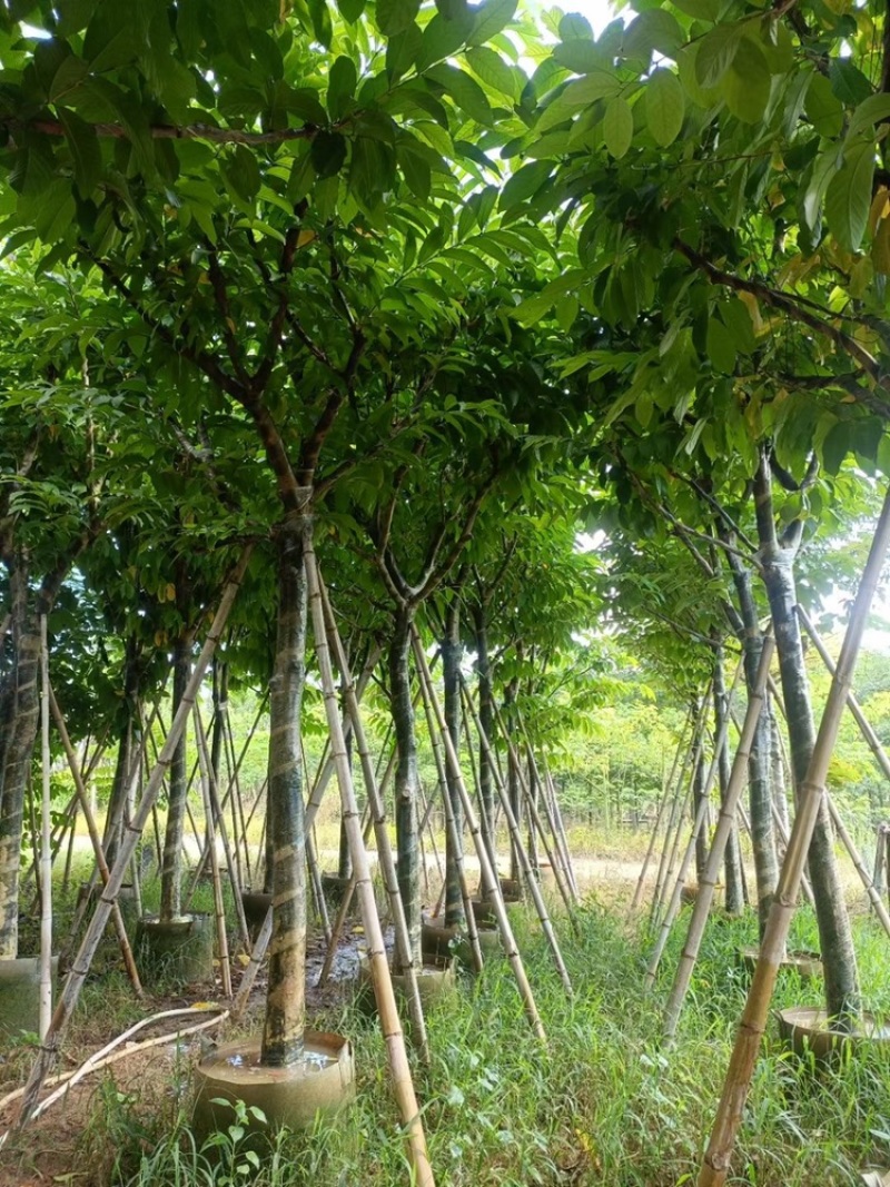大花紫薇袋苗大叶紫薇移植苗出售8-15公分假植苗