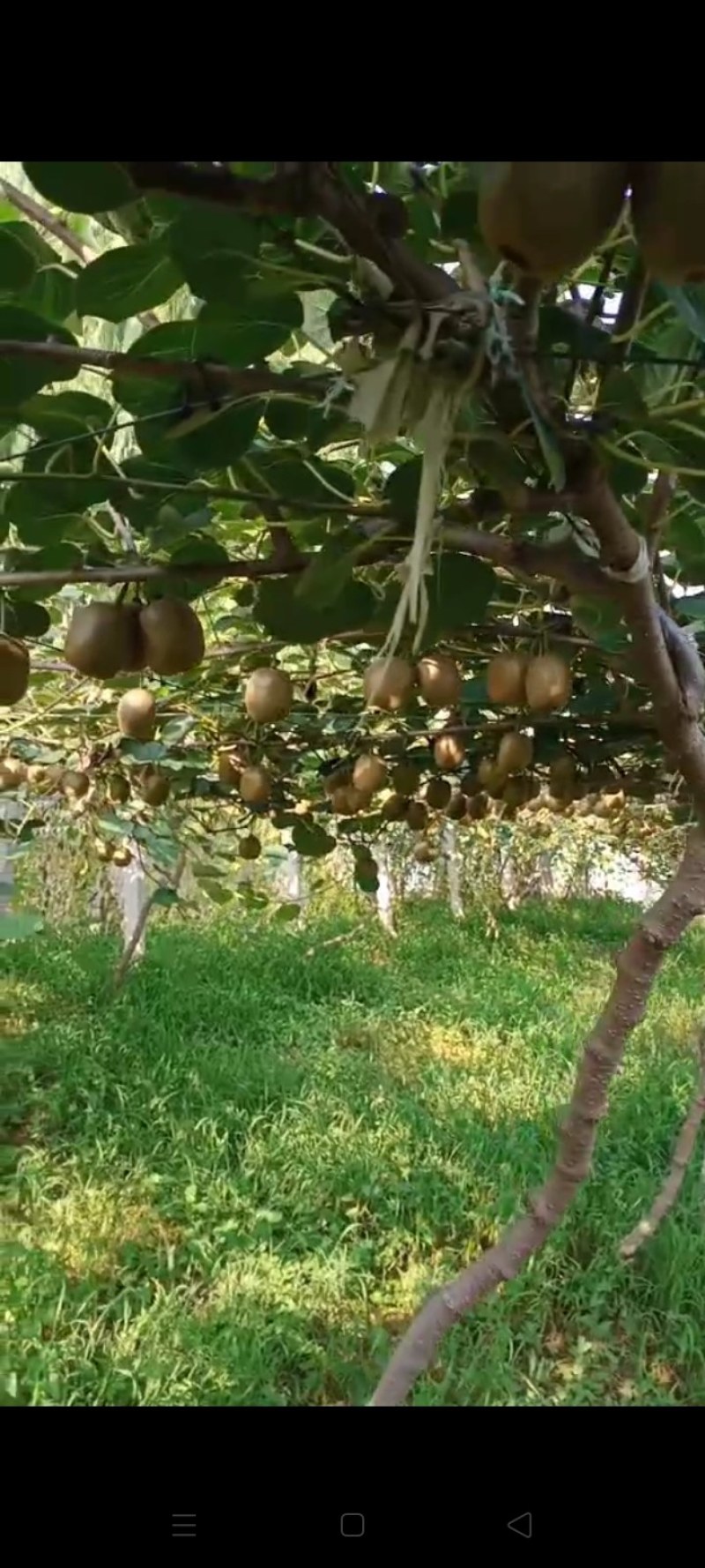 博山碧玉猕猴桃