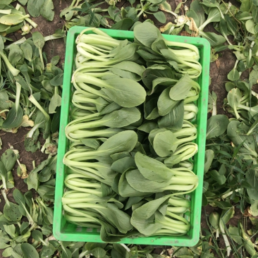 陆地中大颗上海青一壶食堂菜工厂加工菜，不黄无虫眼大量现货