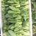 陆地中大颗上海青一壶食堂菜工厂加工菜，不黄无虫眼大量现货