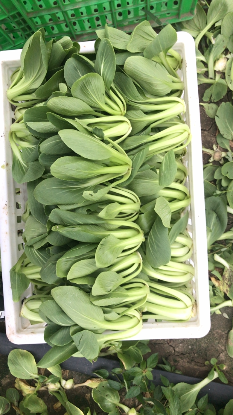陆地中大颗上海青一壶食堂菜工厂加工菜，不黄无虫眼大量现货