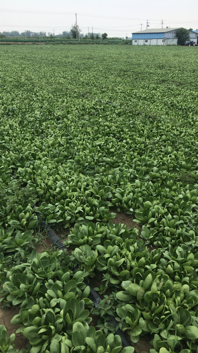 陆地中大颗上海青一壶食堂菜工厂加工菜，不黄无虫眼大量现货