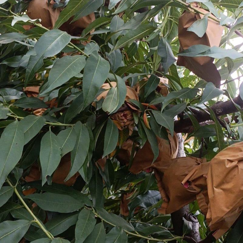 黄金蜜桃，大量上市，物美价廉
