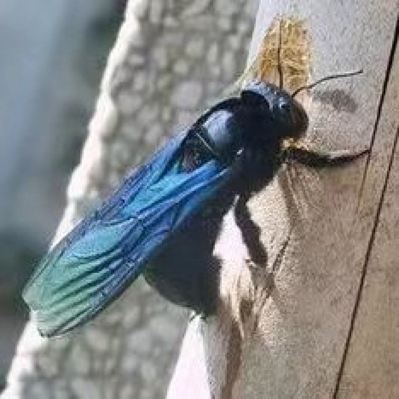 竹蜂