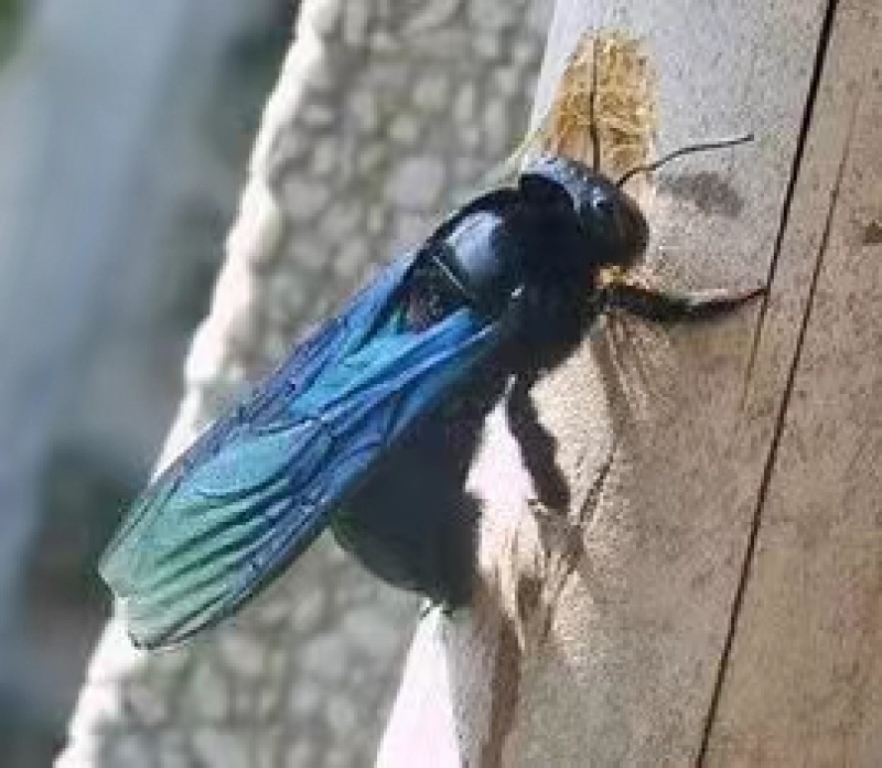 竹蜂