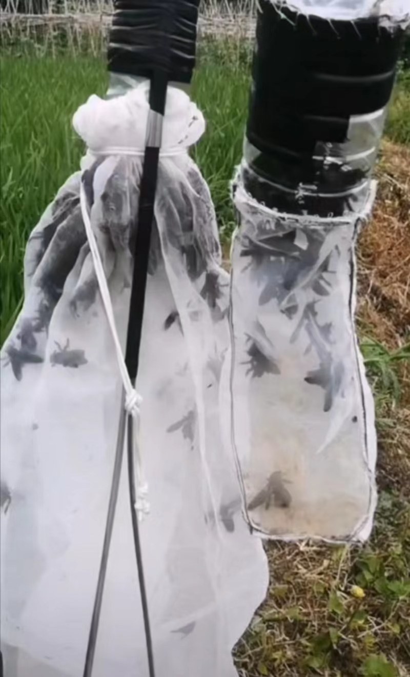 竹蜂