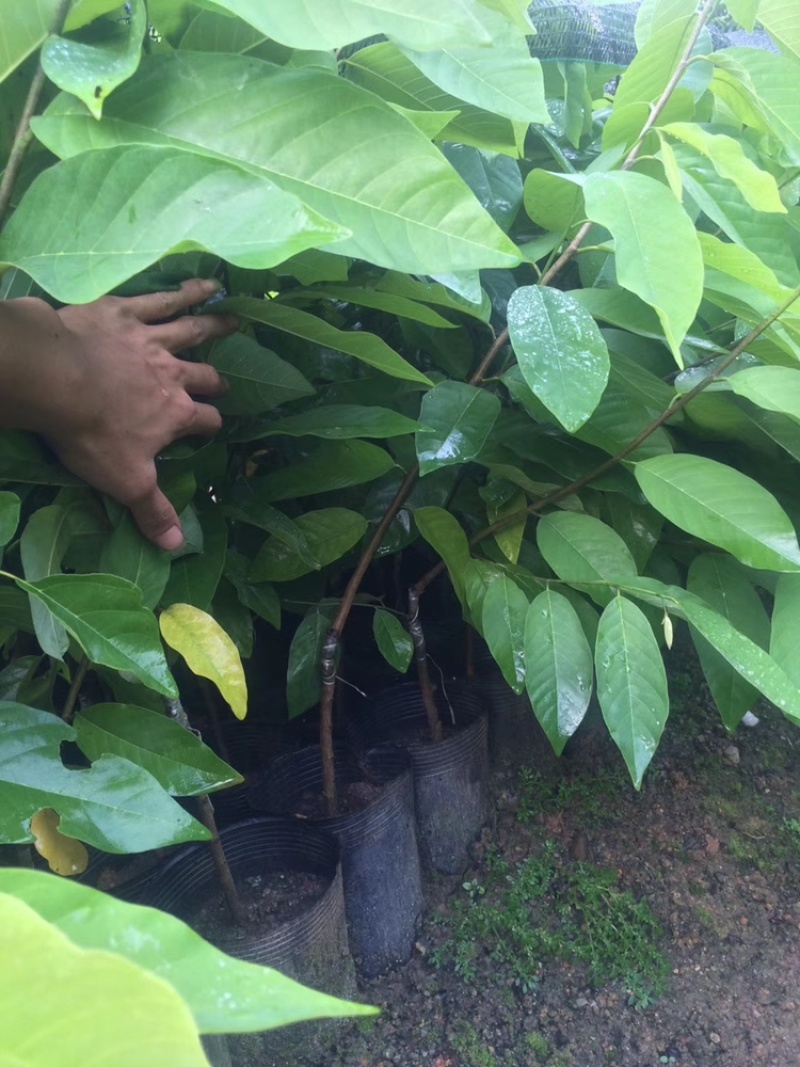 台湾嫁接凤梨释迦果树蜜释迦果树佛头陀果树林檎果树