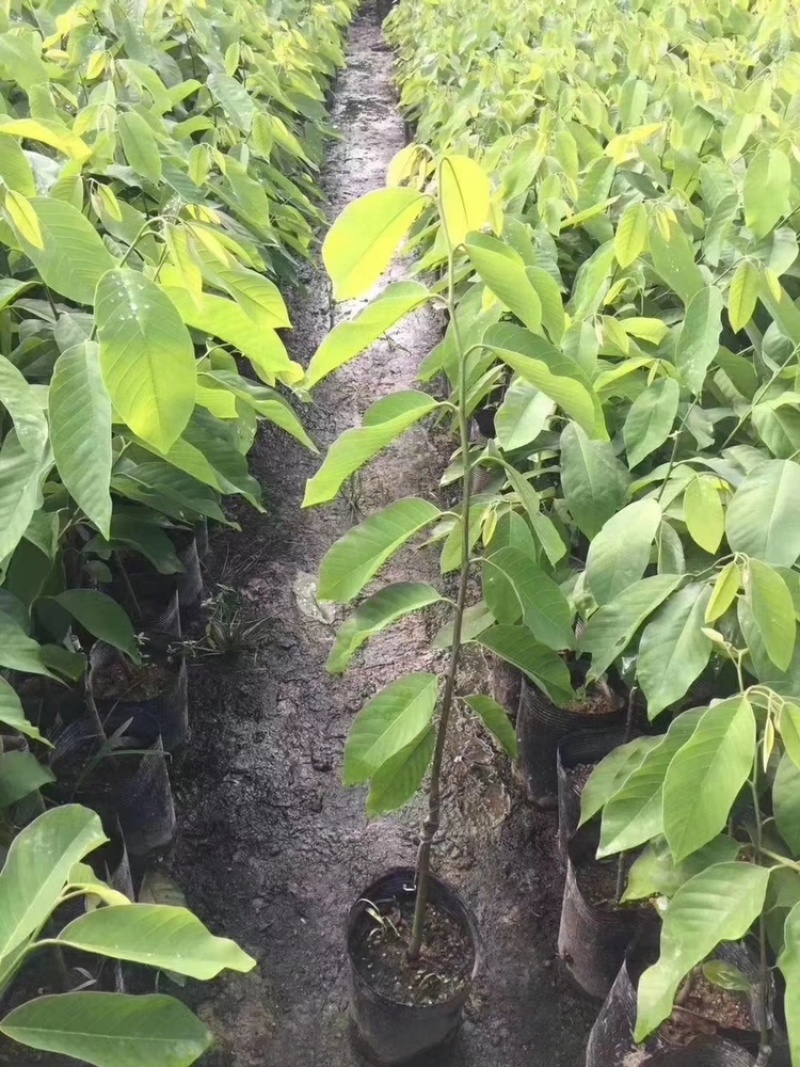 台湾嫁接凤梨释迦果树蜜释迦果树佛头陀果树林檎果树