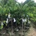 台湾嫁接凤梨释迦果树蜜释迦果树佛头陀果树林檎果树
