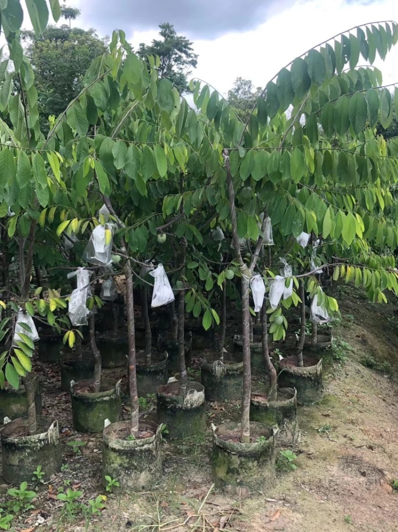 台湾嫁接凤梨释迦果树蜜释迦果树佛头陀果树林檎果树