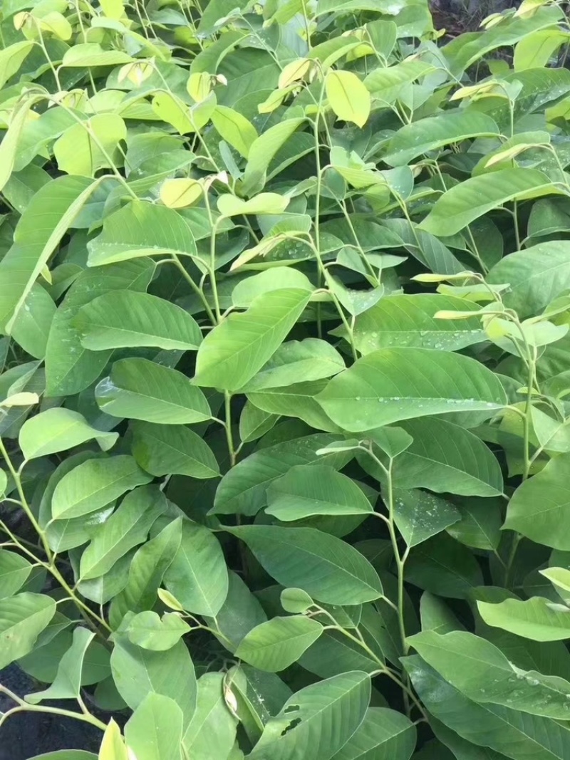 台湾嫁接凤梨释迦果树蜜释迦果树佛头陀果树林檎果树