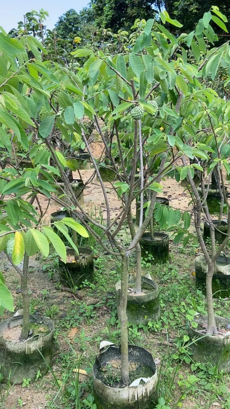 台湾嫁接凤梨释迦果树蜜释迦果树佛头陀果树林檎果树