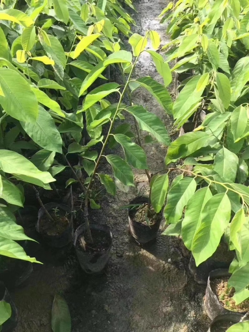 台湾嫁接凤梨释迦果树蜜释迦果树佛头陀果树林檎果树