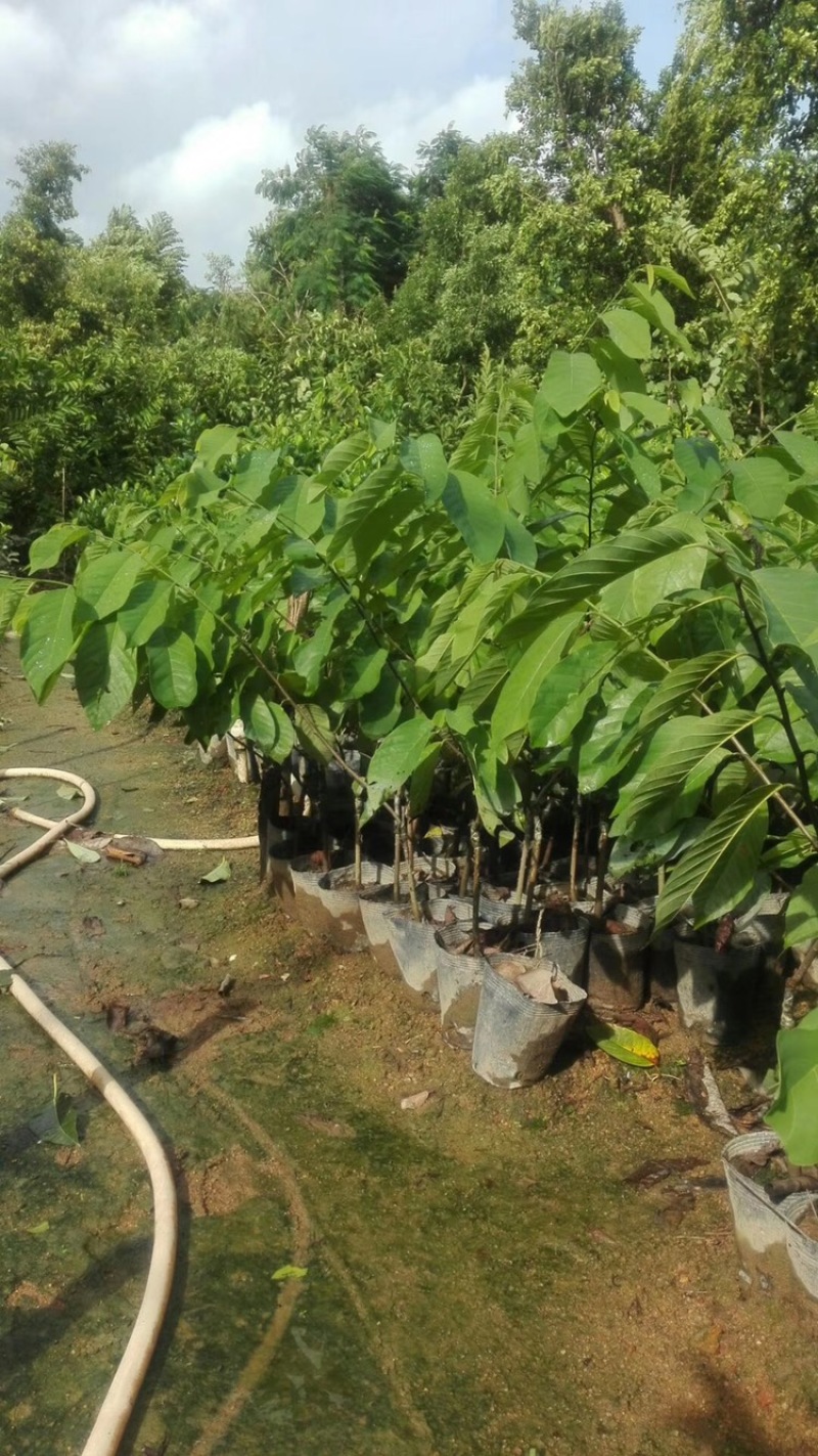 台湾嫁接凤梨释迦果树蜜释迦果树佛头陀果树林檎果树