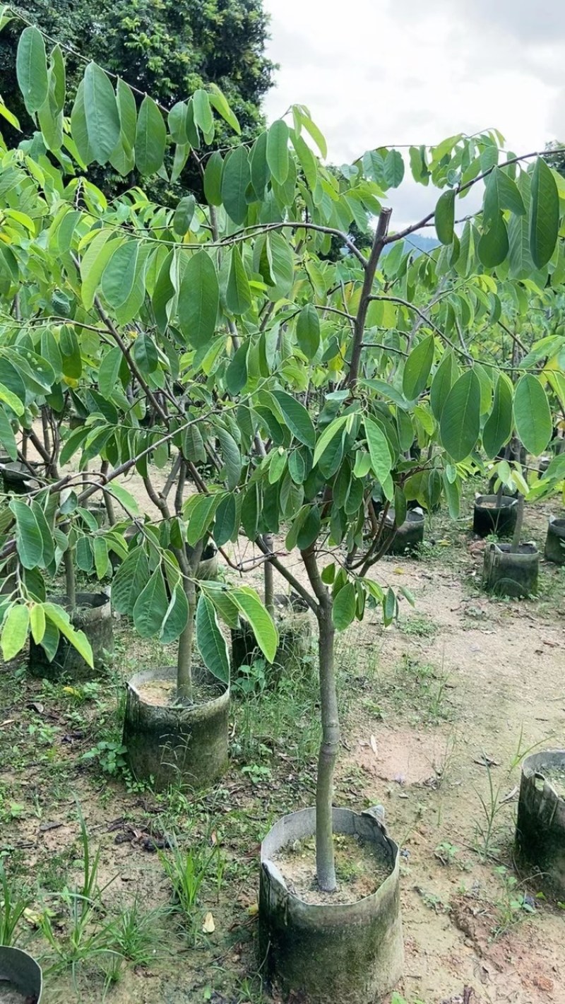 台湾嫁接凤梨释迦果树蜜释迦果树佛头陀果树林檎果树