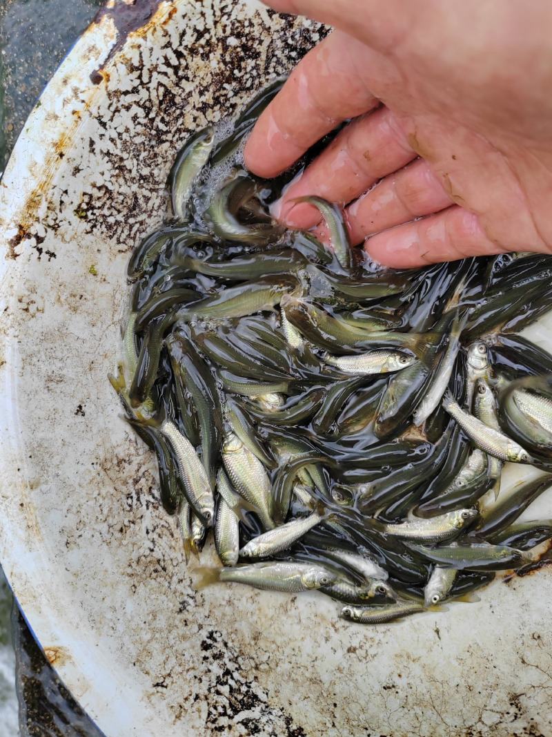 【精品推出】青鱼苗，青鱼水花夏花，自产自销大小规格齐