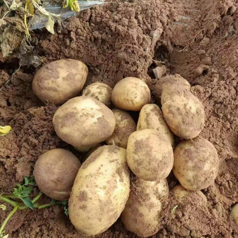 各种土豆大量有货，合作共赢欢迎各地新老朋友前来采购