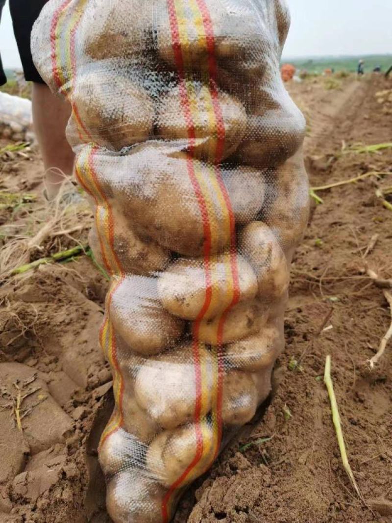 各种土豆大量有货，合作共赢欢迎各地新老朋友前来采购