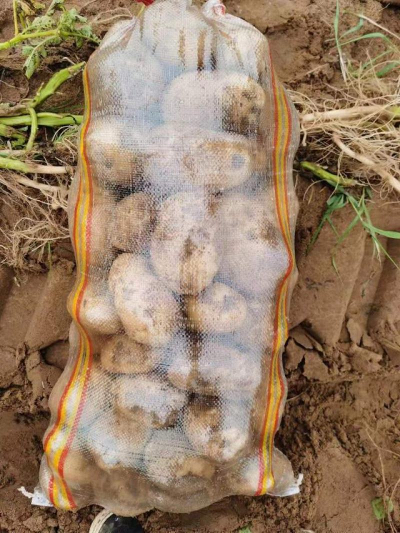 各种土豆大量有货，合作共赢欢迎各地新老朋友前来采购