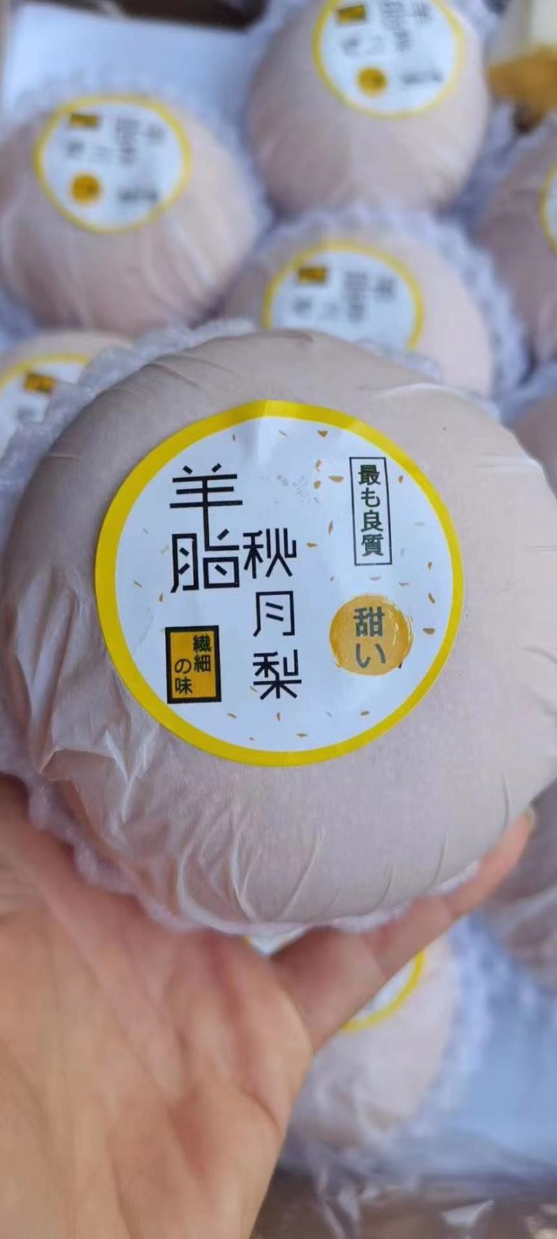 莱阳秋月梨梨秋月梨5两到1斤单规格供应底糖12以上