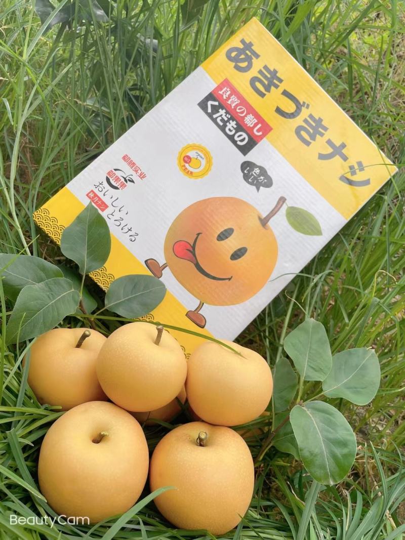 莱阳秋月梨梨秋月梨5两到1斤单规格供应底糖12以上