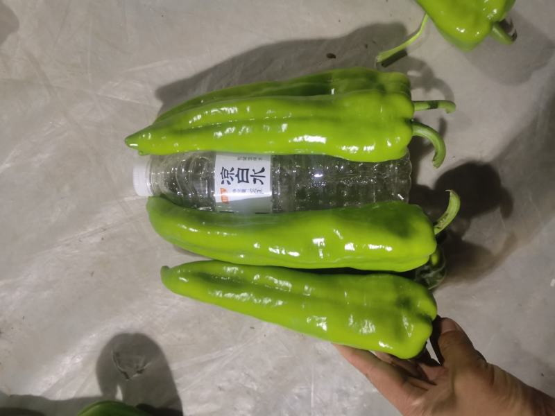 牛角大量上市