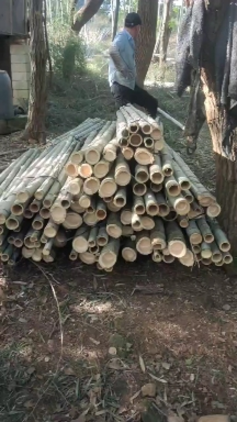 2.5-3米毛竹种植用规格整齐不是竹尾
