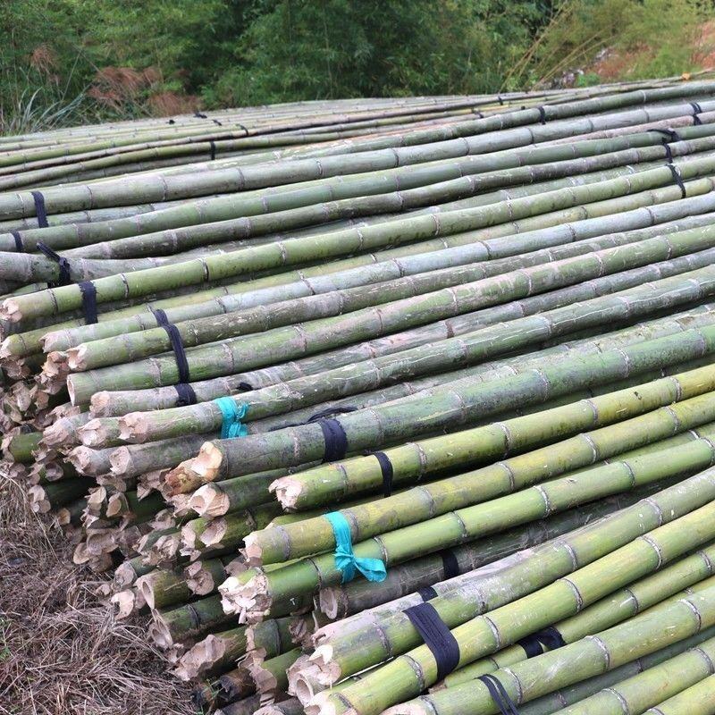 2.5-3米毛竹种植用规格整齐不是竹尾