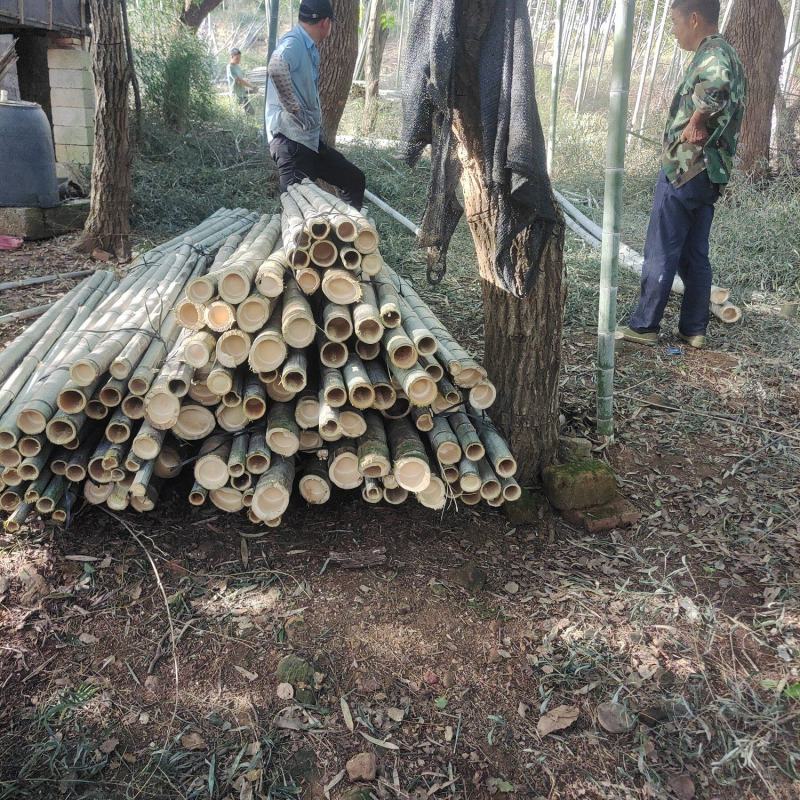 2.5-3米毛竹种植用规格整齐不是竹尾