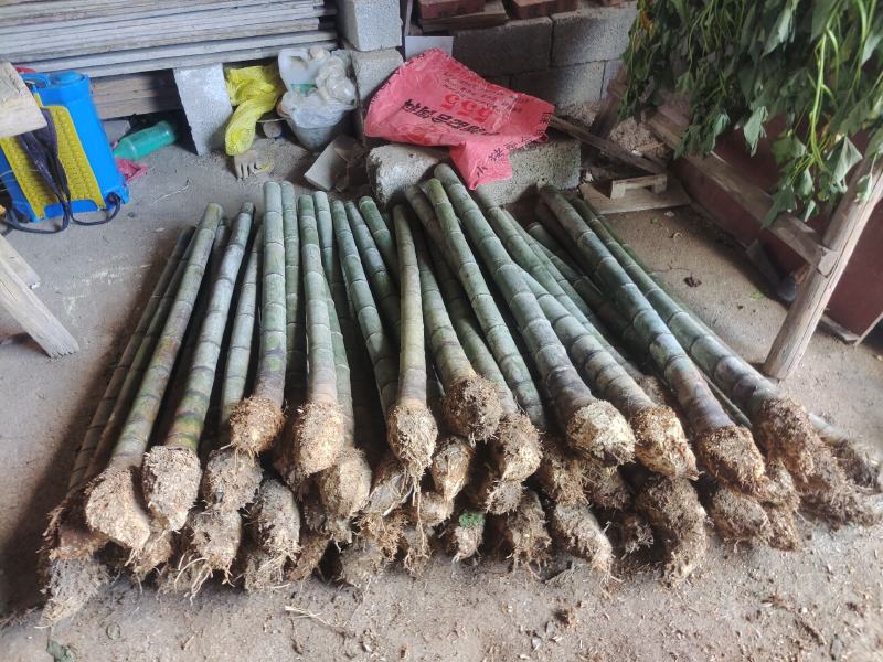 楠竹优秀楠竹兜竹节密竹子老