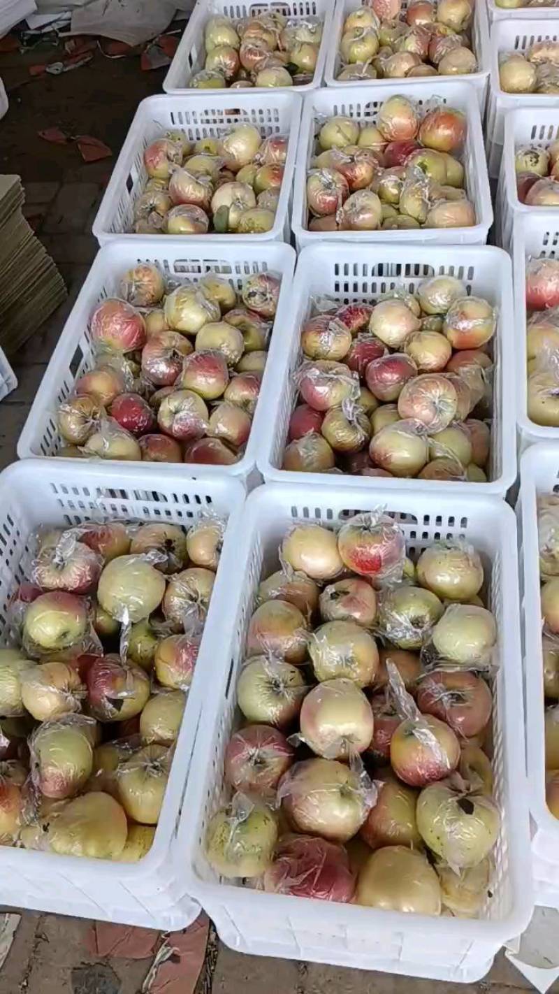 美八苹果/货源充足/规格齐全/价格合理/欢迎采购
