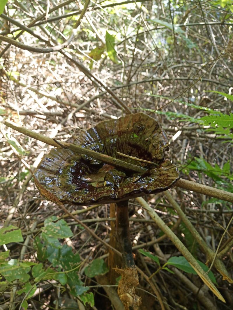 广西野生紫灵芝/黑灵芝/特干货/自然晒干