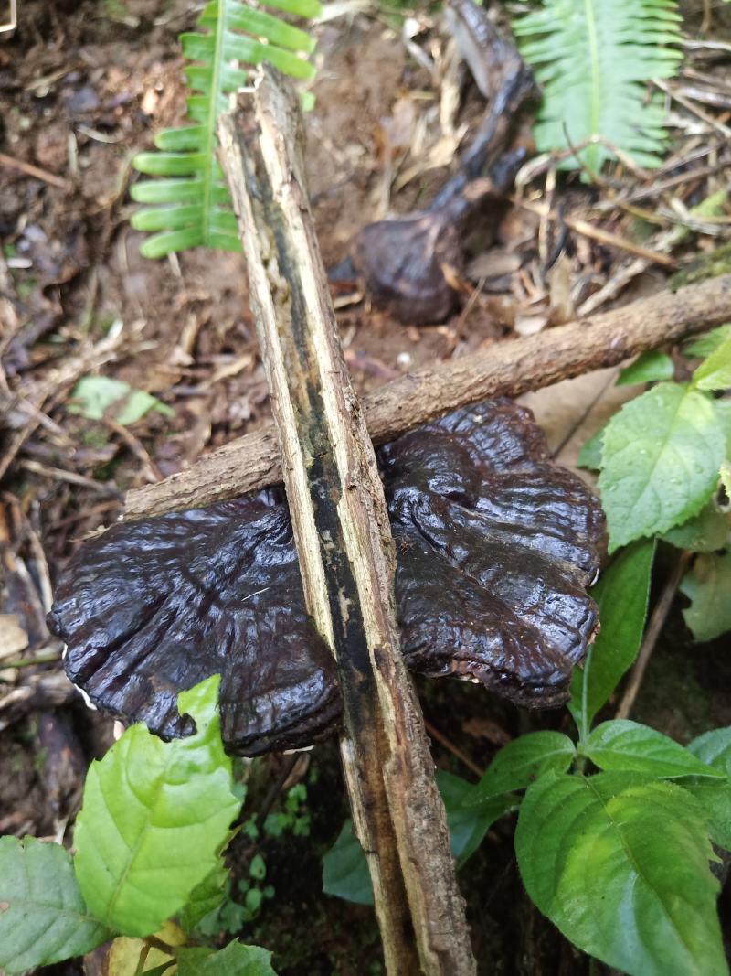 广西野生紫灵芝/黑灵芝/特干货/自然晒干