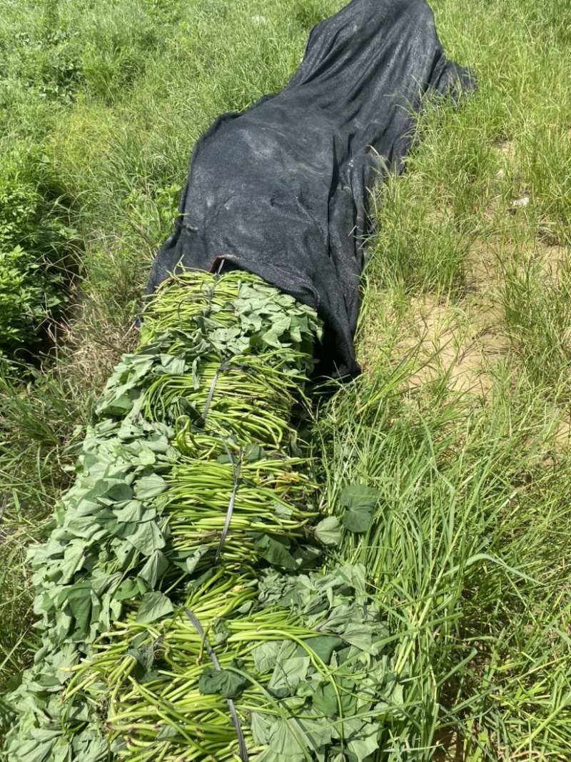 （实力供货）冰淇淋苗一点红红薯苗