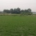 马尼拉草卷(绵阳涪城区基地)