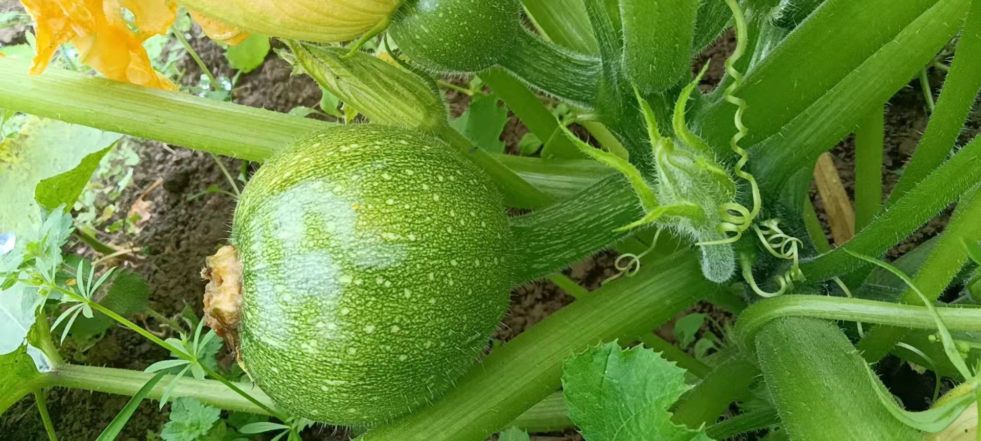 西葫芦不同颜色对比图