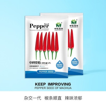 中科泰焰单生朝天椒种子