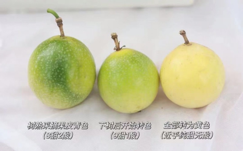 广西深山钦蜜9号百香果免蜂蜜冲泡纯甜中大果当季应季水果
