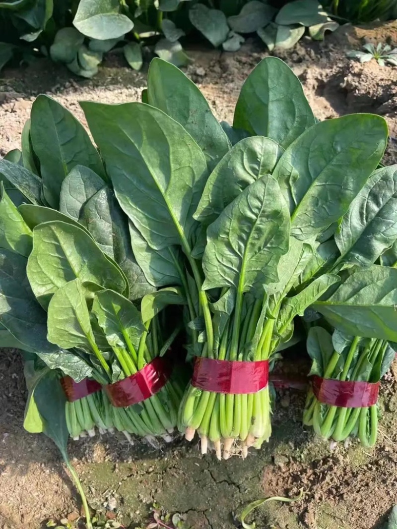 【推荐】山东品质菠菜，全年供货，价格实惠，量大从优